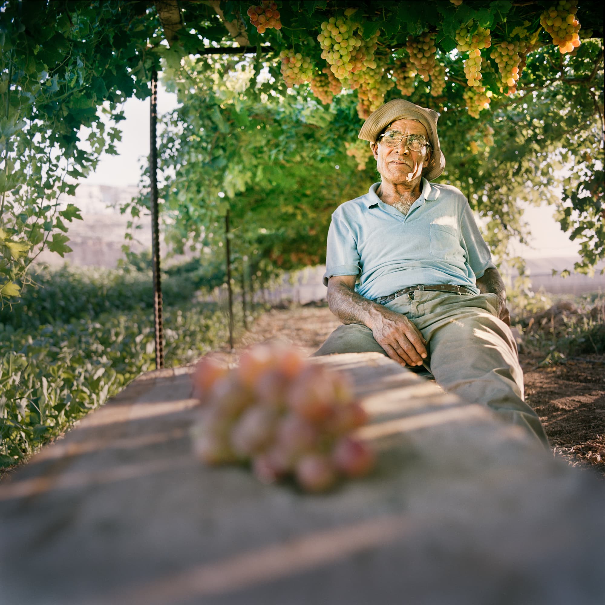 Grape vines in Wadi Fuqin