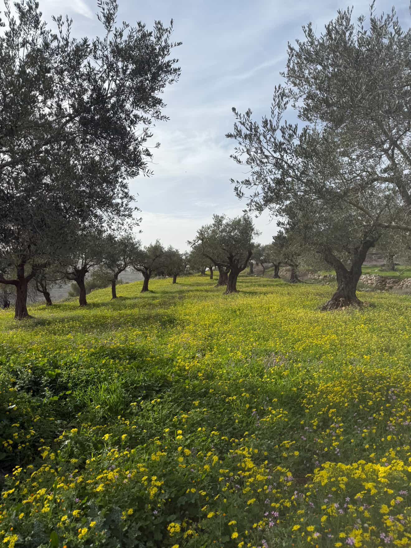 Olive harvest in Wadi Fuqin