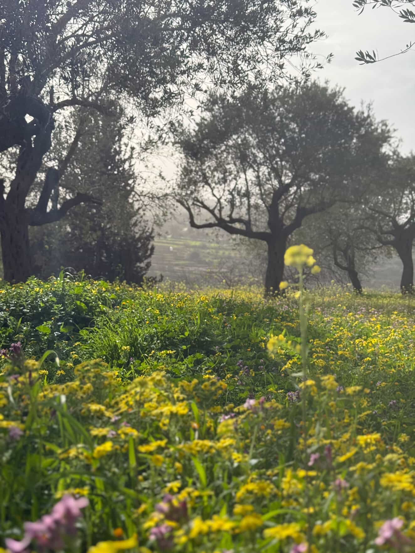 Olive harvest process